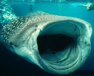 Tiburón ballena